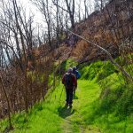 Nel bosco colpito dall'incendio